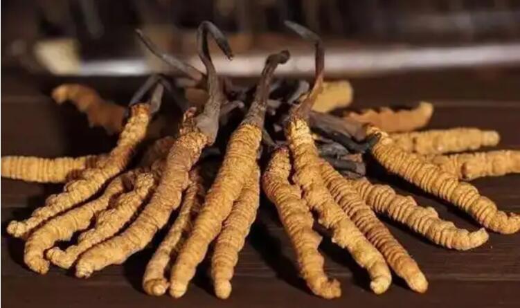 夏日炎炎，新鮮冬蟲夏草怎么吃最好