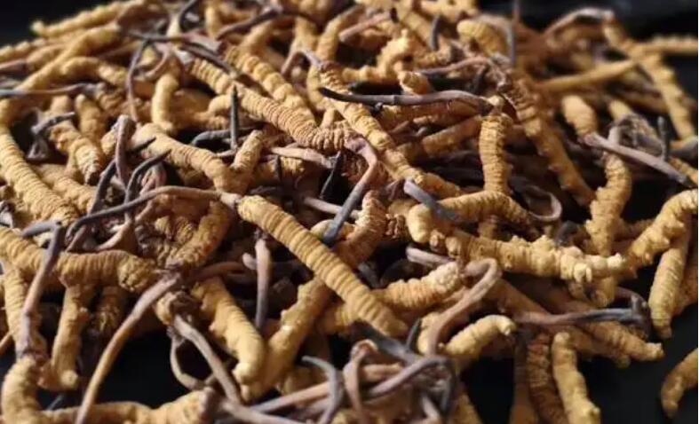 新鮮冬蟲(chóng)夏草怎么保存，鮮草怎么吃？