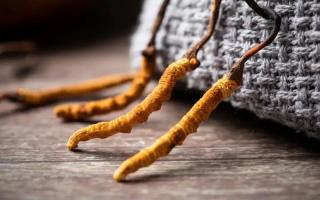 冬蟲夏草的真實(shí)作用，冬蟲夏草主要有什么成分