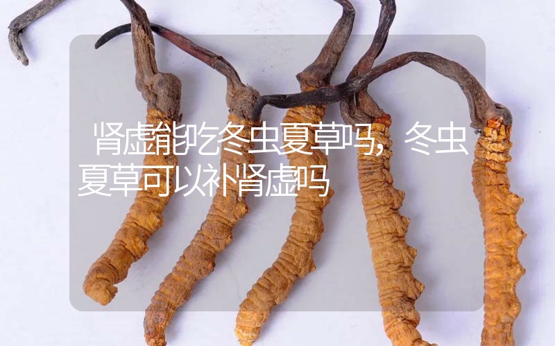 腎虛能吃冬蟲夏草嗎，冬蟲夏草可以補(bǔ)腎虛嗎？