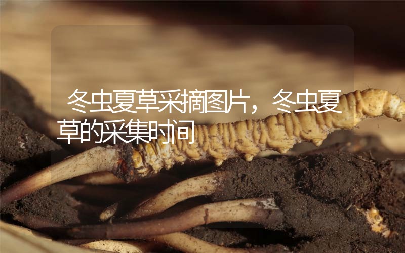 冬蟲夏草采摘圖片，冬蟲夏草的采集時(shí)間