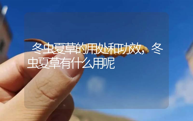 冬蟲夏草的用處和用法，冬蟲夏草有什么用呢