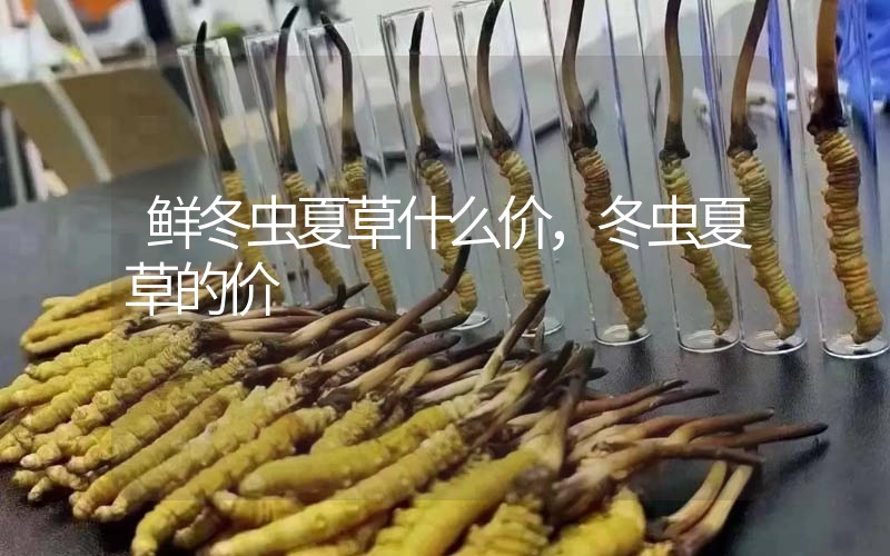 鮮冬蟲夏草什么價，冬蟲夏草的價格
