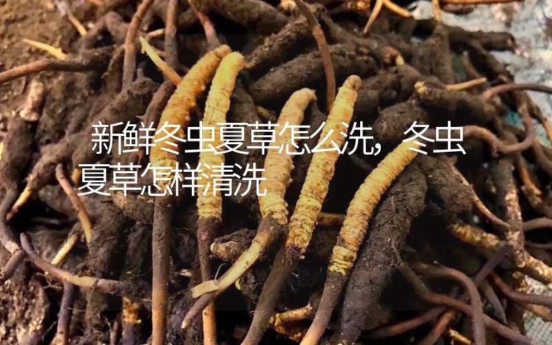 新鮮冬蟲夏草怎么洗，冬蟲夏草怎樣清洗
