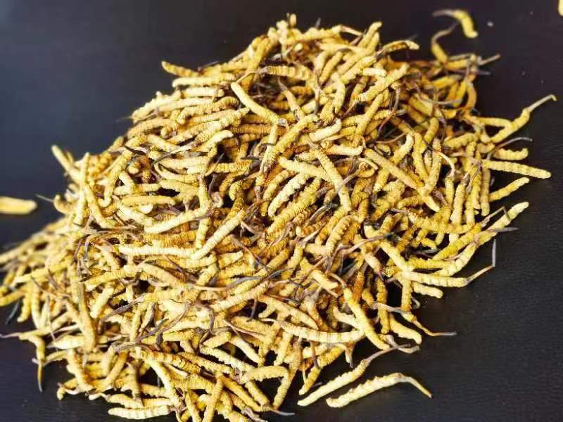 感冒時(shí)能吃西藏那曲野生的冬蟲夏草嗎