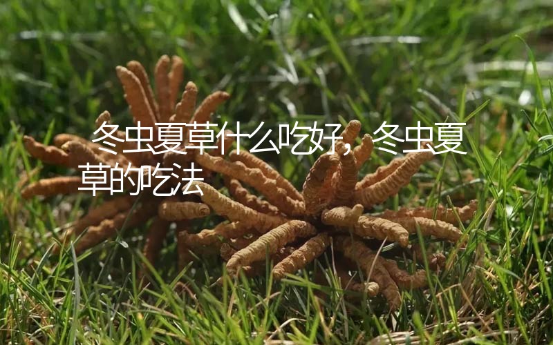 冬蟲夏草什么吃好，冬蟲夏草的吃法