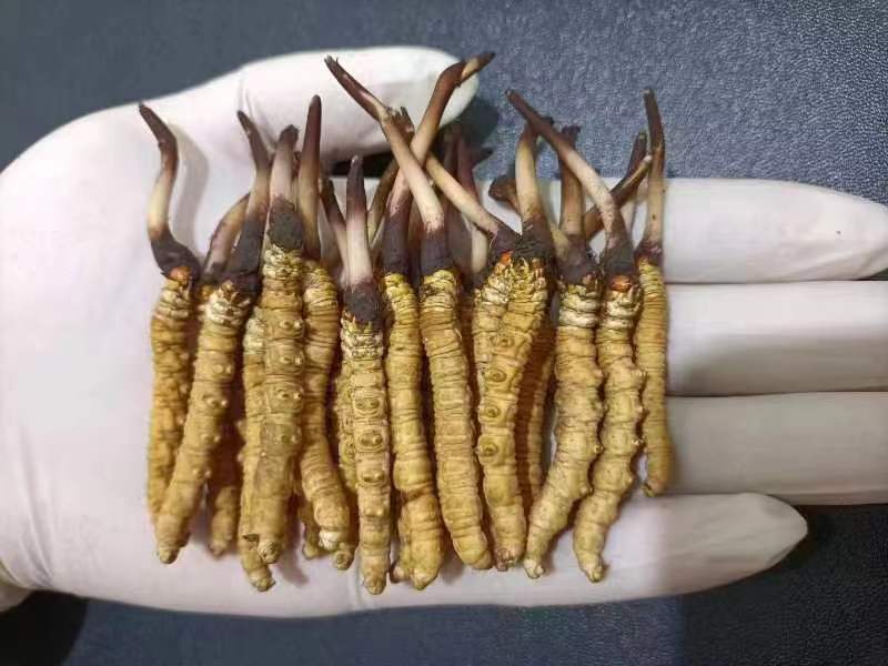 西藏那曲的冬蟲夏草多少錢一克呢？如何判斷真假