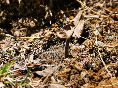 冬蟲夏草是蟲子還是草呢？它是如何生長的