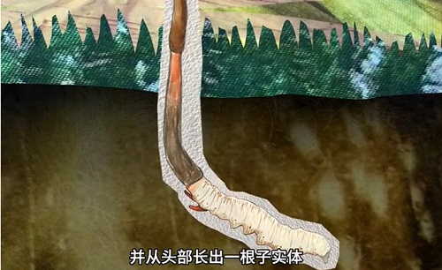 冬蟲夏草到底是蟲還是草？你猜到了嗎？