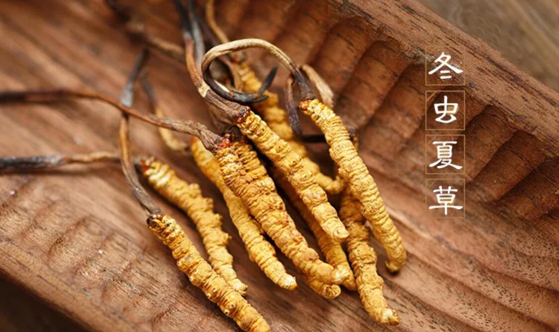 冬蟲(chóng)夏草有什么藥用價(jià)值？冬蟲(chóng)夏草作用與效果