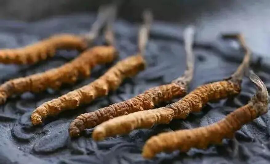冬蟲夏草這么吃法，可以補(bǔ)腎活血，延緩衰老！