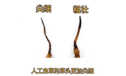 人工蟲草和野生蟲草如何分辨？人工冬蟲夏草怎么鑒別