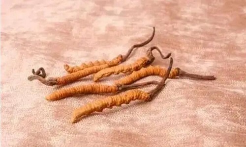 哪個(gè)產(chǎn)地的冬蟲(chóng)夏草營(yíng)養(yǎng)價(jià)值高,哪里的蟲(chóng)草更好？