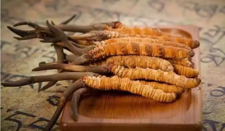 冬蟲(chóng)夏草藥用價(jià)值怎么樣?冬蟲(chóng)夏草營(yíng)養(yǎng)價(jià)值真那么高嗎