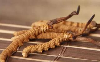 新鮮冬蟲(chóng)夏草哪里有賣(mài)？哪里可以買(mǎi)到新鮮的冬蟲(chóng)夏草？