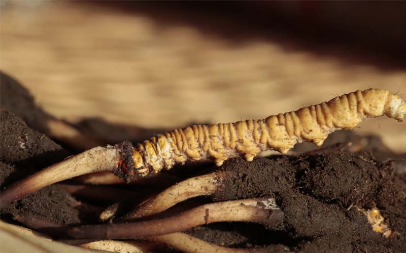 蟲草和冬蟲夏草作用區(qū)別？蟲草就是冬蟲夏草嗎？