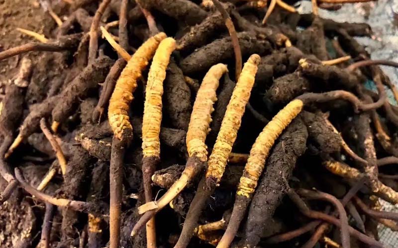 冬蟲(chóng)夏草的鑒別方法有哪些？