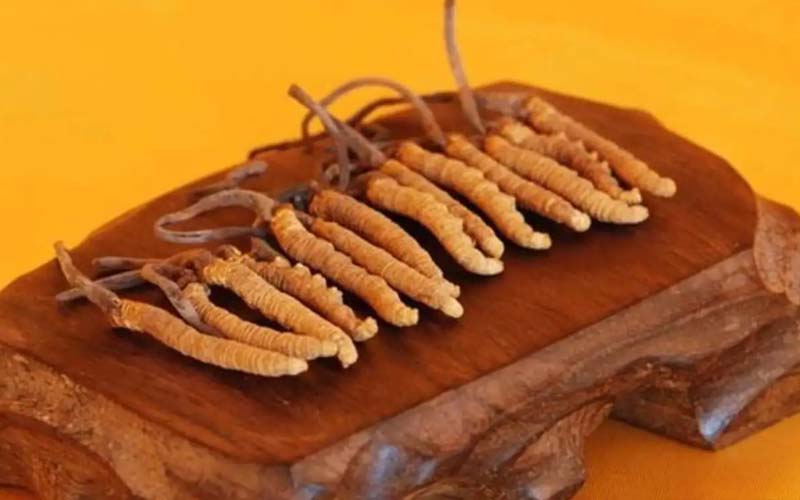 冬蟲夏草需要每天吃嗎?冬蟲夏草一天吃多少？