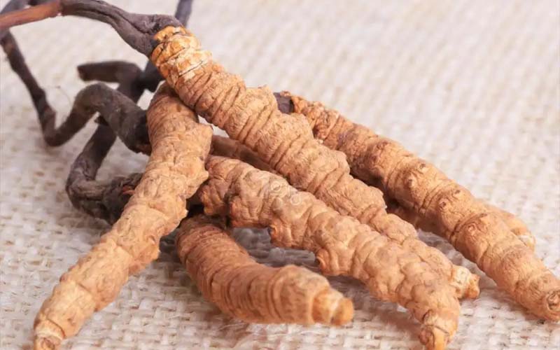 感冒能吃冬蟲夏草嗎?(感冒了怎么服用蟲草？)