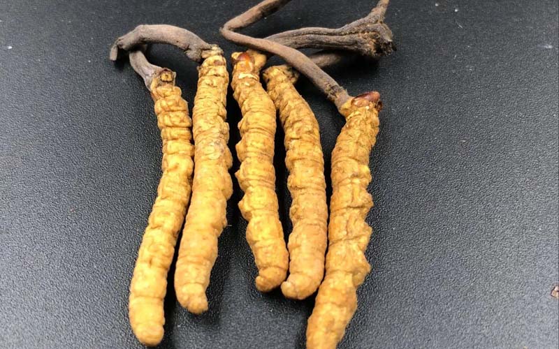 冬蟲夏草鴨湯怎么做法？