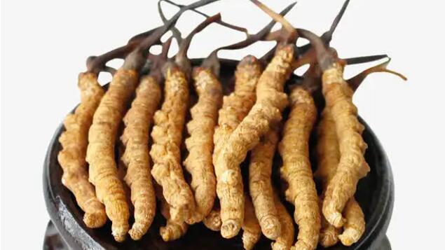 四川冬蟲夏草產(chǎn)地分布在哪？