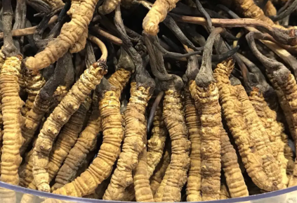 吃冬蟲夏草會出現過敏情況嗎？冬蟲夏草適合什么人吃？