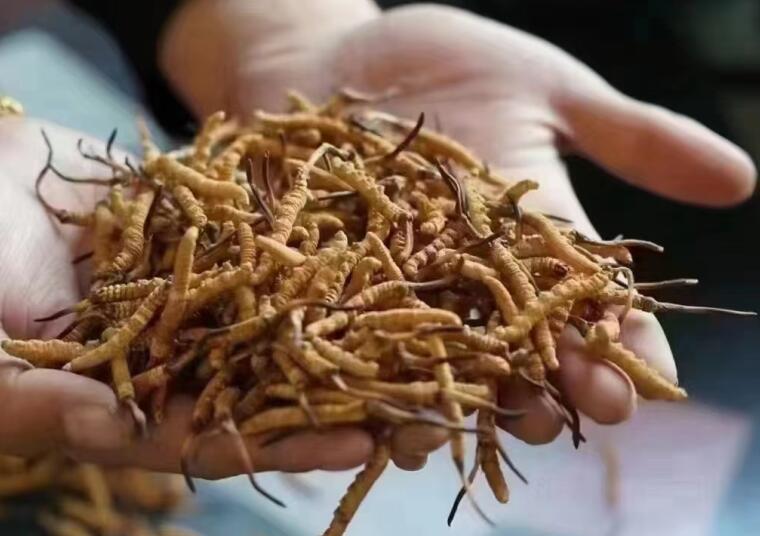 新鮮冬蟲夏草怎么洗最好？新鮮冬蟲夏草怎么清洗？