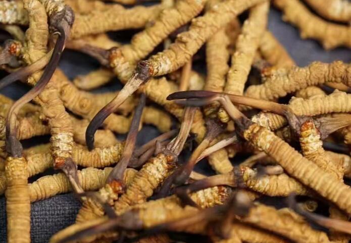 冬蟲夏草一斤大概有多少根，1斤蟲草大約有多少條？