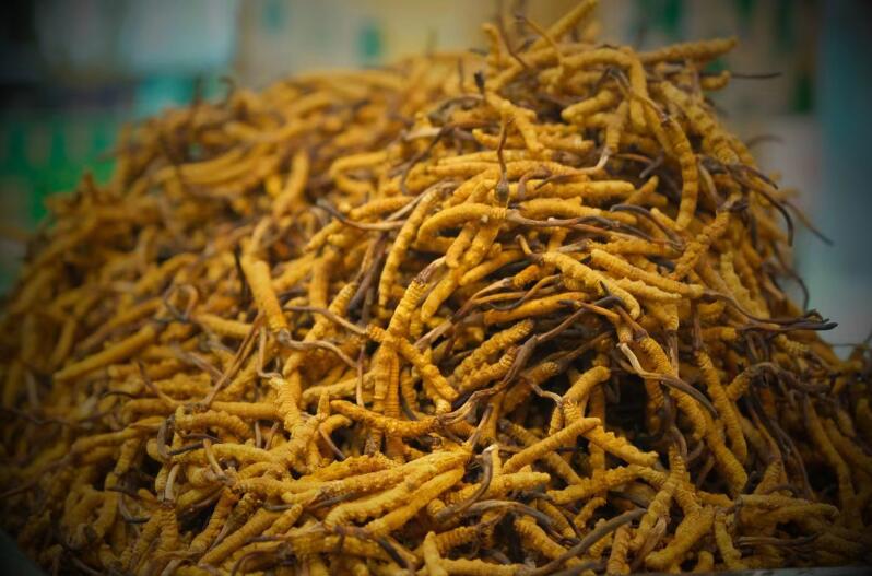 冬蟲夏草的產(chǎn)量為何一年不如一年呢？