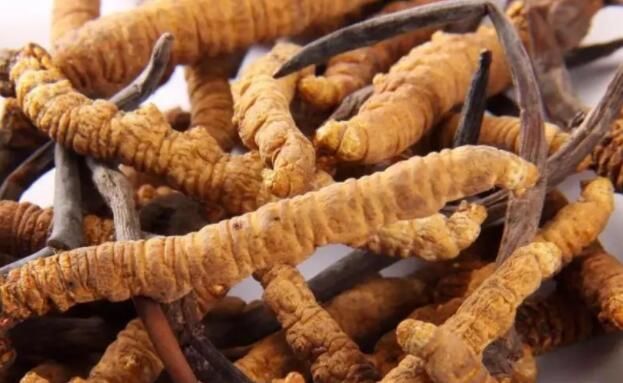 <a href=http://m.xmwhr.com/chifa/ target=_blank class=infotextkey>冬蟲夏草的吃法</a>