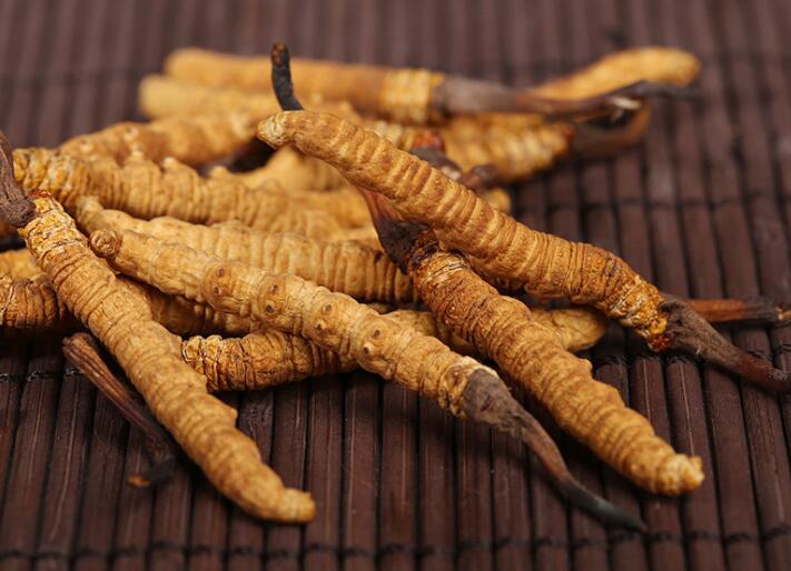 什么樣的冬蟲夏草算是優(yōu)質的？