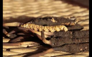 冬蟲夏草“冬補三九，夏補三伏”