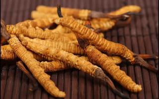 冬蟲(chóng)夏草為什么有個(gè)體大小的差異？