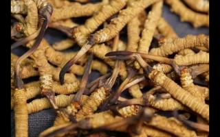 全網(wǎng)較全的冬蟲夏草常識：起源、分類、特點……