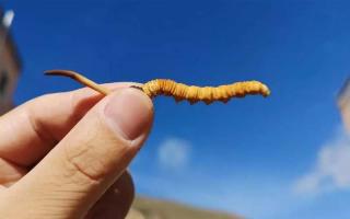 體驗純凈的自然風(fēng)味，選擇冬蟲夏草