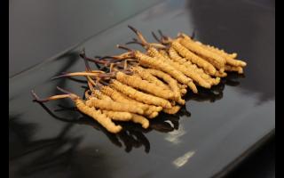 為什么斷的冬蟲夏草會有洞？