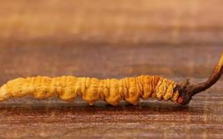 西藏那曲冬蟲夏草是如何區(qū)分等級(jí)的？