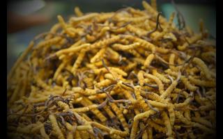 如何正確保存與使用冬蟲(chóng)夏草產(chǎn)品？