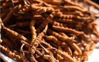 “不翼而飛”的冬蟲(chóng)夏草 面粉蟲(chóng)草！