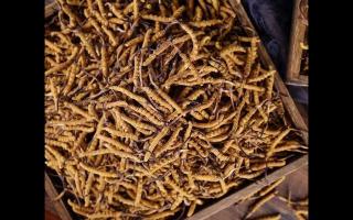 購(gòu)買大量冬蟲夏草時(shí)應(yīng)如何保存，才不會(huì)變質(zhì)！
