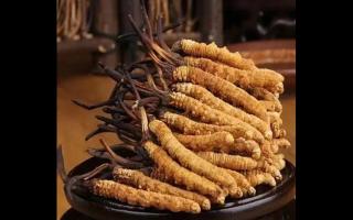消費者購買冬蟲夏草時應(yīng)如何避免被坑！