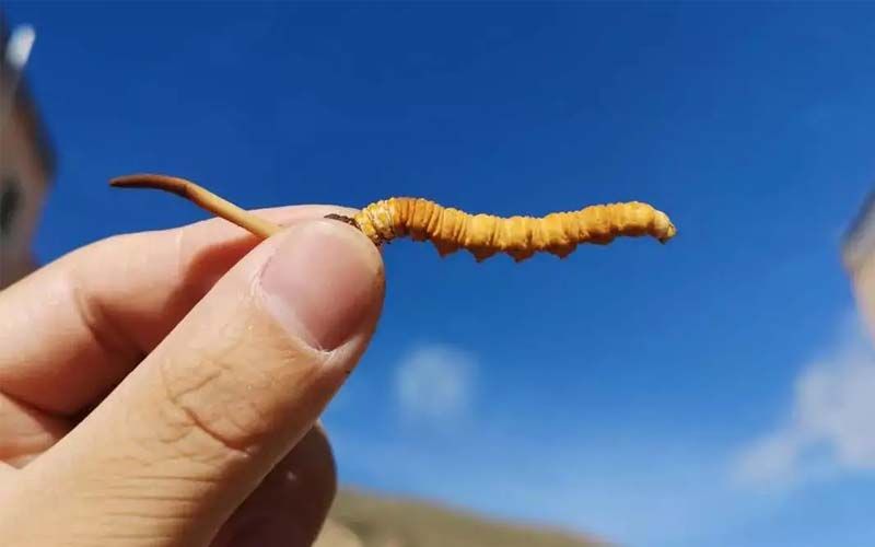 如何妥善保存新鮮的冬蟲夏草和干燥蟲草？