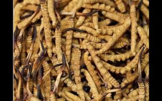 冬蟲夏草的用量和用法你吃對(duì)了嗎？