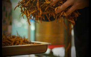 冬蟲(chóng)夏草的形成過(guò)程，大自然太神奇了！