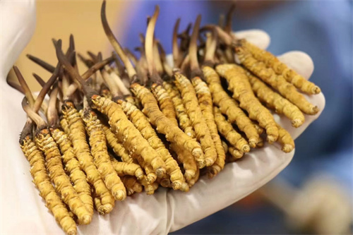 冬蟲夏草到底是蟲還是草？其實蟲草是一種真菌