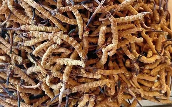 冬蟲夏草怎么看壞沒壞？影響冬蟲夏草品質(zhì)的6個因素