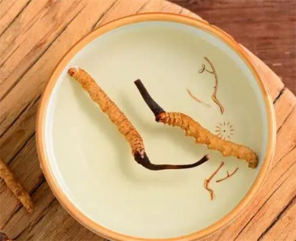 老人怎樣服用冬蟲夏草？