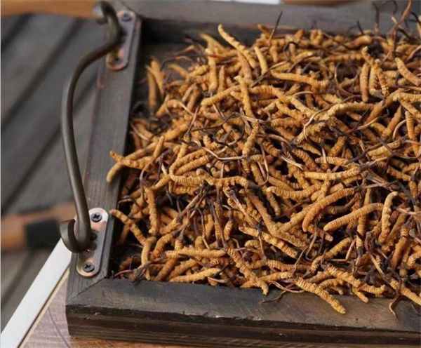 野生冬蟲夏草怎么買？購(gòu)買野生冬蟲夏草注意事項(xiàng)