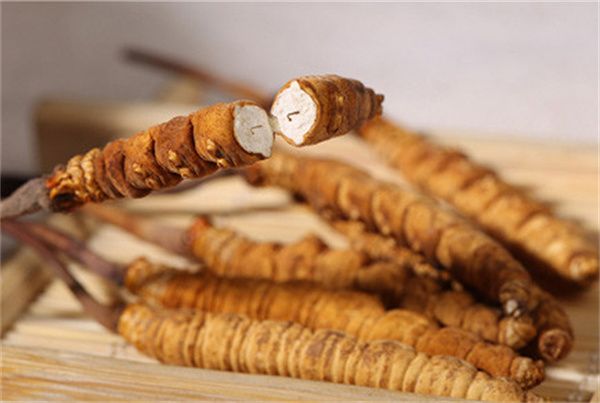 冬蟲夏草怎么食用？冬蟲夏草的食用指南