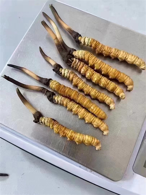 冬蟲夏草煮還是泡好？?jī)煞N食用方法的對(duì)比分析
